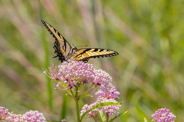 Day, Richard and Susan 아티스트의 Eastern Tiger swallowtail on swamp milkweed작품입니다.